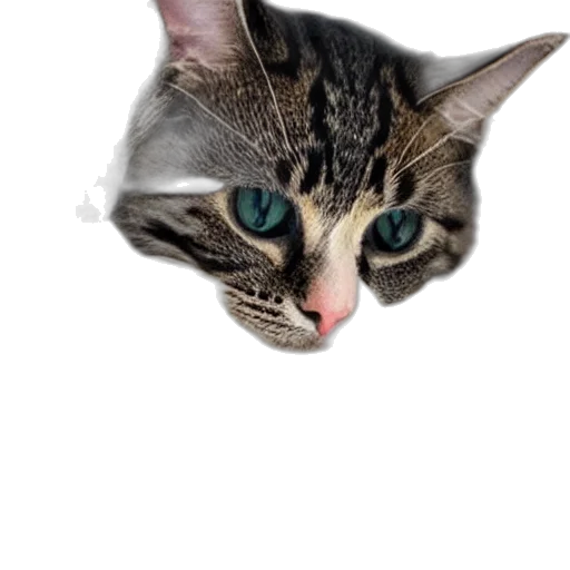 animal, face, creature, staff transparent PNG cut-out