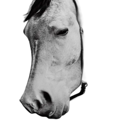animal, face, mask, hat transparent PNG cut-out
