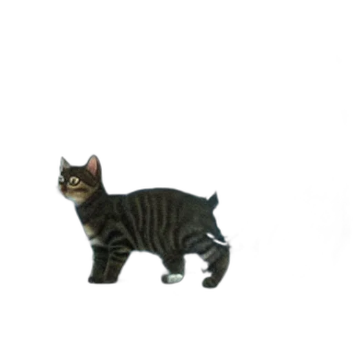 animal, creature, staff, robot transparent PNG cut-out