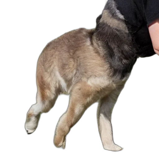 animal, staff, creature, weapon transparent PNG cut-out
