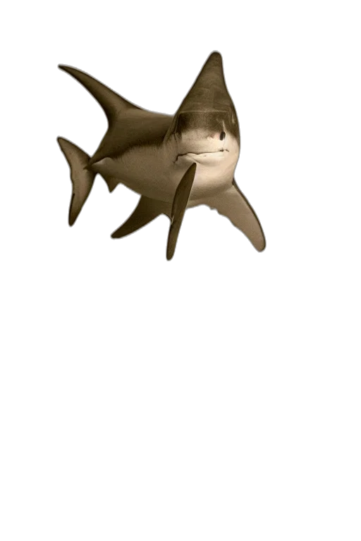 creature, animal, staff, hat transparent PNG cut-out