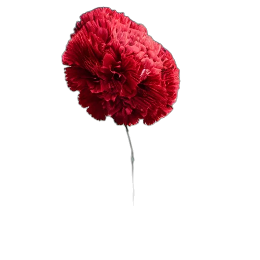 flower, umbrella, crown, hat, photorealistic, 3d render, concept art, red transparent PNG cut-out