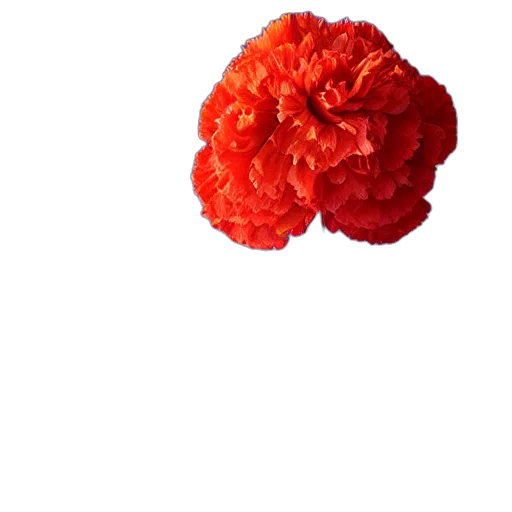 flower, crown, hat, hair transparent PNG cut-out