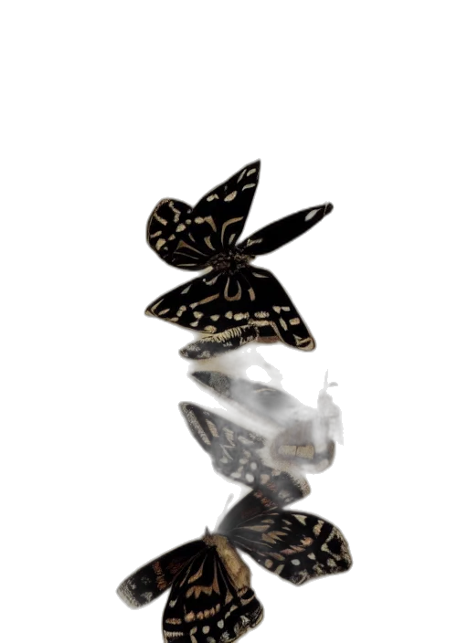 jewelry, umbrella, hat, crown transparent PNG cut-out