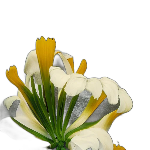 flower, crown, jewelry, hat transparent PNG cut-out