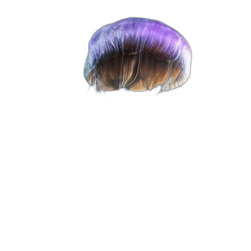 hair, hat, crown, creature transparent PNG cut-out