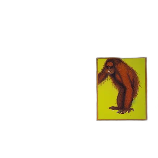 animal, creature, hair, furniture transparent PNG cut-out