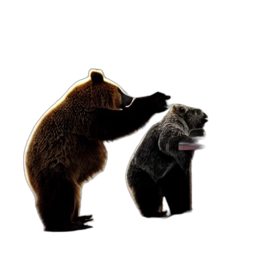 animal, concept art, forest, bear transparent PNG cut-out