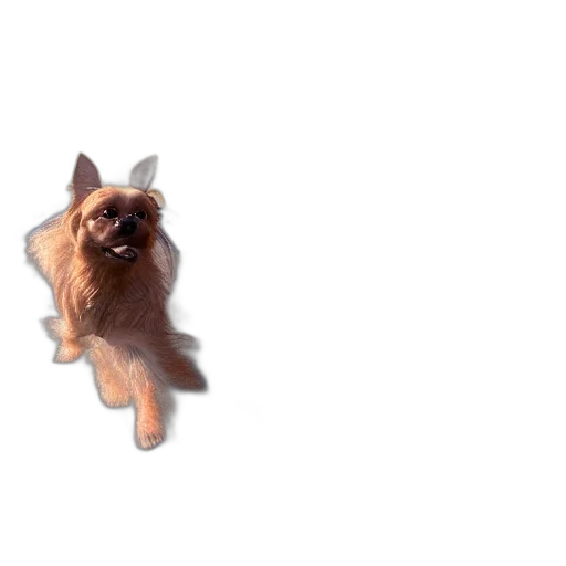 animal, creature, hair, staff transparent PNG cut-out
