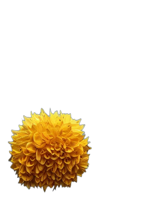 flower, crown, hair, umbrella, 3d render, photorealistic, pixel art, concept art transparent PNG cut-out