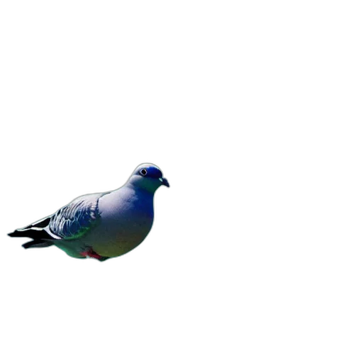 animal, creature, weapon, hat transparent PNG cut-out