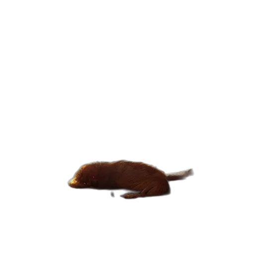 hat, food, animal, hair transparent PNG cut-out