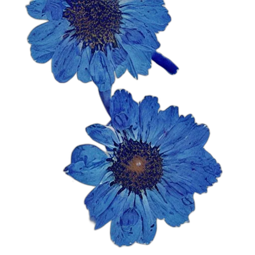 flower, jewelry, crown, staff transparent PNG cut-out