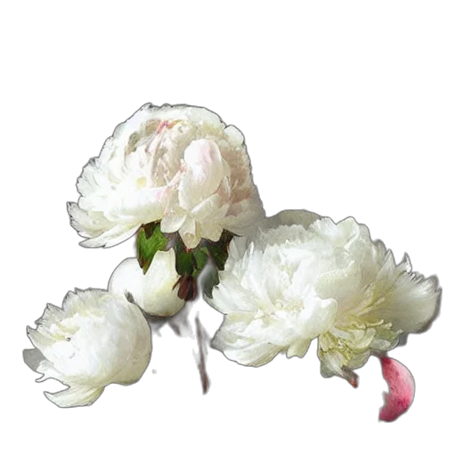 flower, crown, jewelry, food transparent PNG cut-out