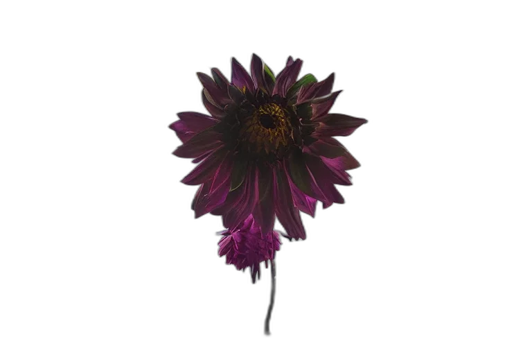 flower, crown, staff, umbrella, 3d render, photorealistic, concept art, pixel art transparent PNG cut-out