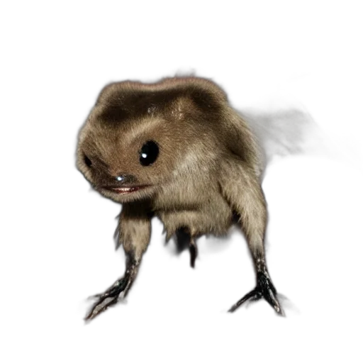creature, animal, hair, face transparent PNG cut-out