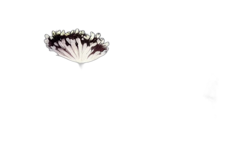 crown, flower, hair, umbrella, photorealistic, 3d render, pixel art, concept art transparent PNG cut-out