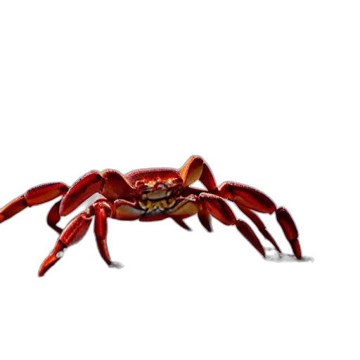 animal, creature, crown, food transparent PNG cut-out