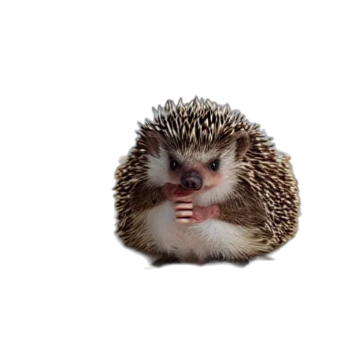 animal, creature, food, hat transparent PNG cut-out