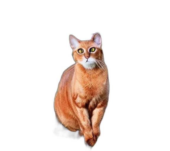 animal, creature, staff, face transparent PNG cut-out