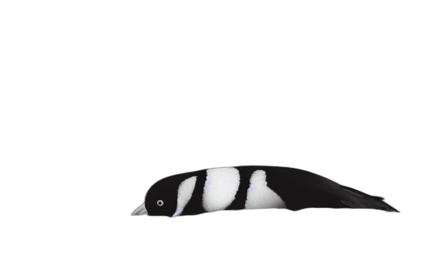 animal, creature, hat, car transparent PNG cut-out