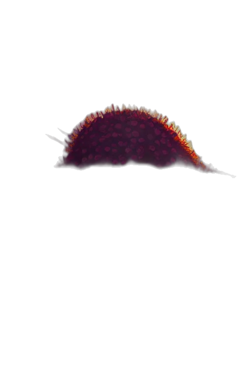 hair, hat, animal, creature, concept art, pixel art, photorealistic, 3d render transparent PNG cut-out
