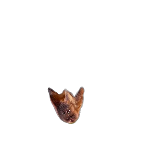 animal, creature, dragon, face transparent PNG cut-out