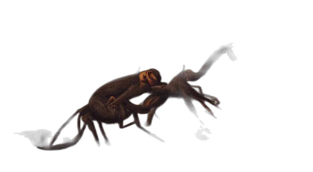 creature, animal, dragon, hair transparent PNG cut-out