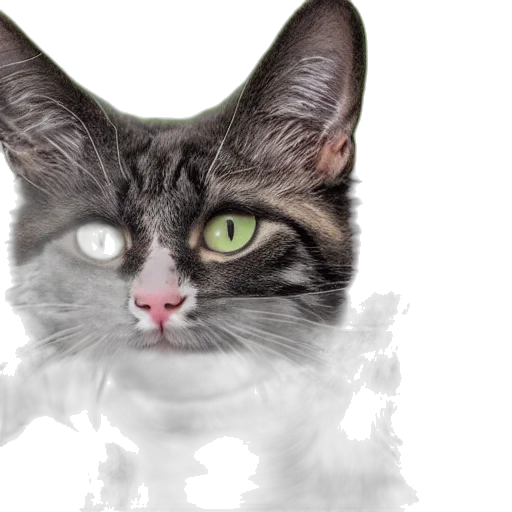 animal, creature, face, photorealistic transparent PNG cut-out