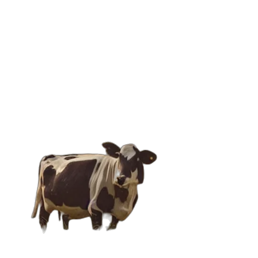 animal, food, jewelry, creature transparent PNG cut-out