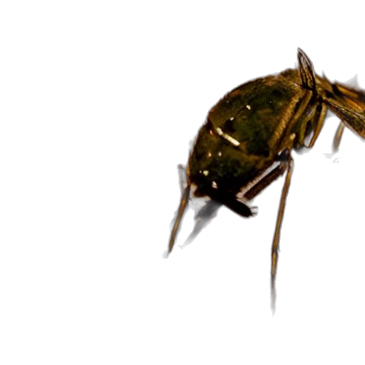 creature, animal, staff, crown, 3d render, concept art, photorealistic, mosquito transparent PNG cut-out