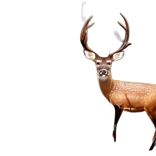 animal, creature, crown, 3d render, photorealistic, concept art, fantasy art, trail transparent PNG cut-out