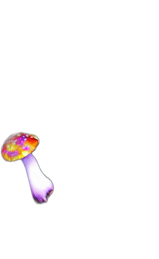 umbrella, flower, staff, hat transparent PNG cut-out