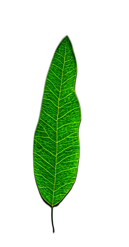 staff, tree, jewelry, crown transparent PNG cut-out