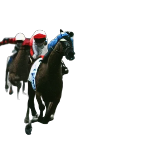 animal, photorealistic, horses, racing transparent PNG cut-out