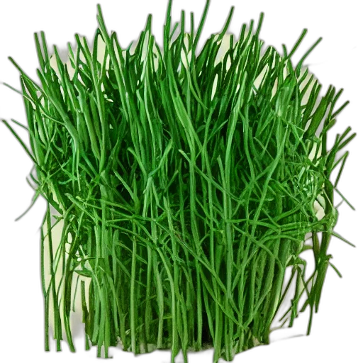 food, weapon, animal, hair transparent PNG cut-out