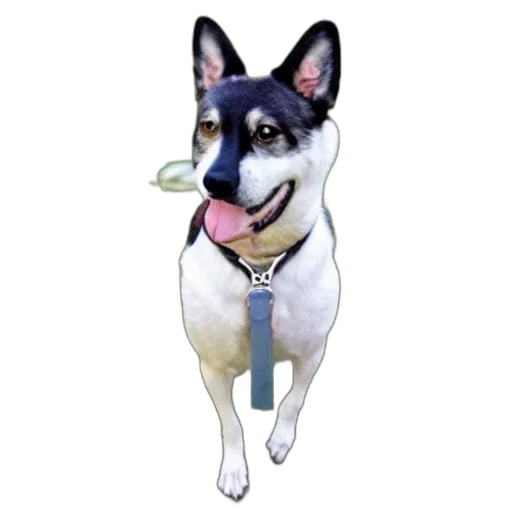 staff, animal, jewelry, creature transparent PNG cut-out