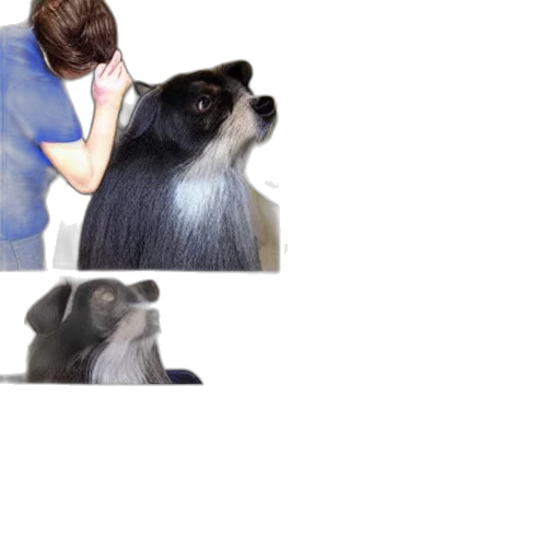 animal, hair, creature, staff, photorealistic, vaporwave, bad, dog transparent PNG cut-out