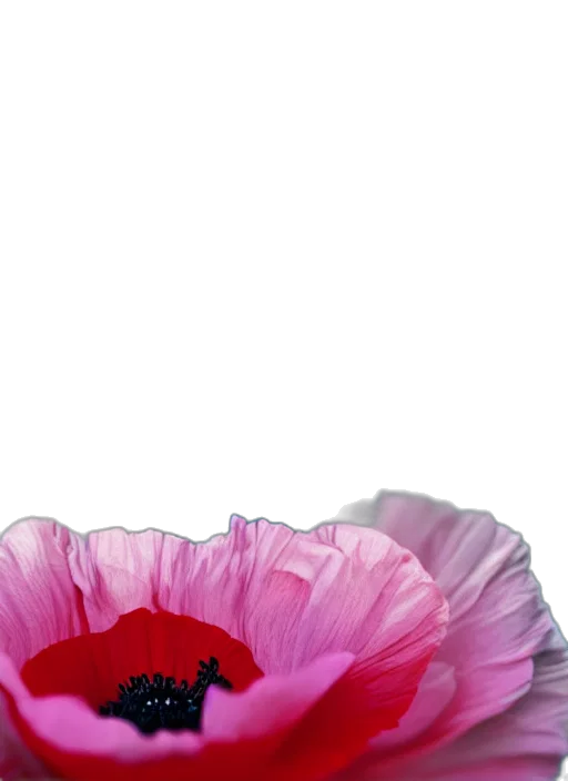 flower, dress, hat, animal transparent PNG cut-out