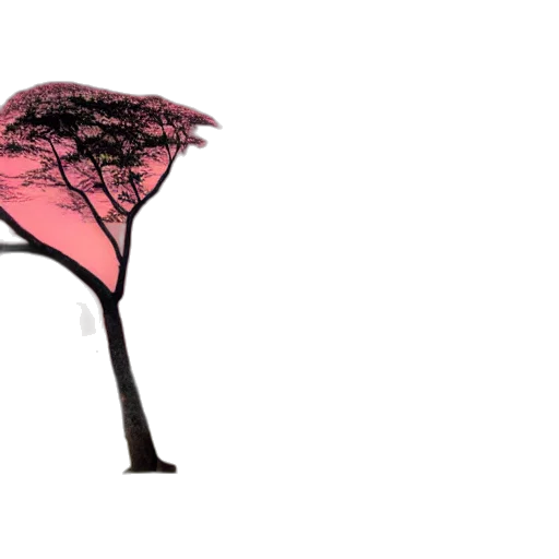 tree, umbrella, crown, hat transparent PNG cut-out