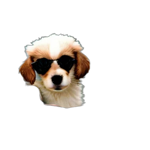 hat, animal, crown, face transparent PNG cut-out