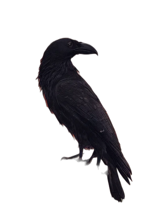 animal, staff, creature, hair transparent PNG cut-out