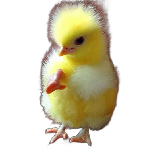 animal, food, creature, weapon transparent PNG cut-out