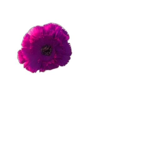 flower, crown, umbrella, jewelry transparent PNG cut-out