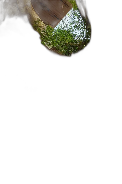 tree, face, hat, crown, 3d render, photorealistic, pixel art, concept art transparent PNG cut-out