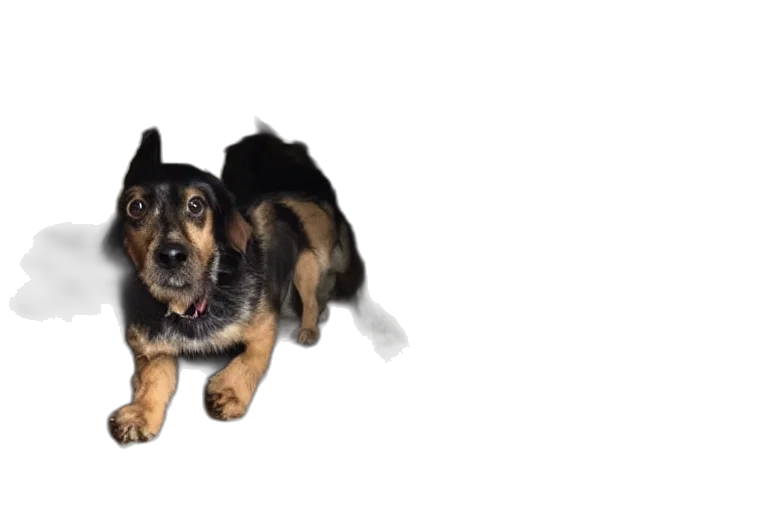 animal, creature, 3d render, photorealistic, dog, rescued, after, months transparent PNG cut-out