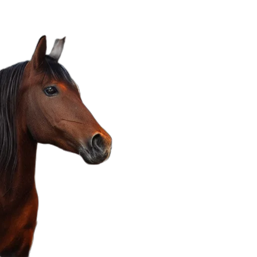 animal, creature, hat, face transparent PNG cut-out