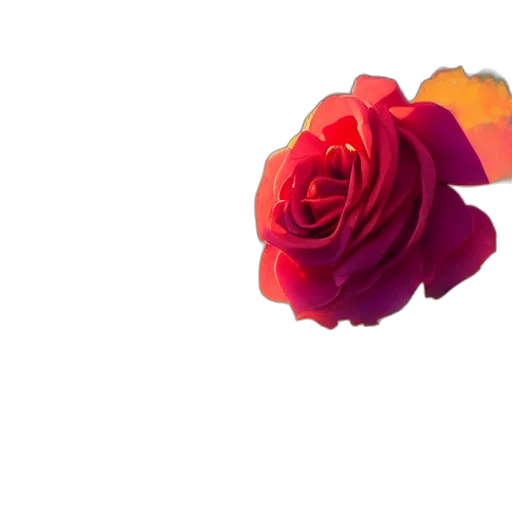 flower, jewelry, crown, umbrella transparent PNG cut-out