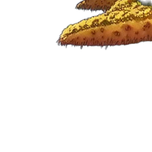 crown, hat, tree, hair transparent PNG cut-out