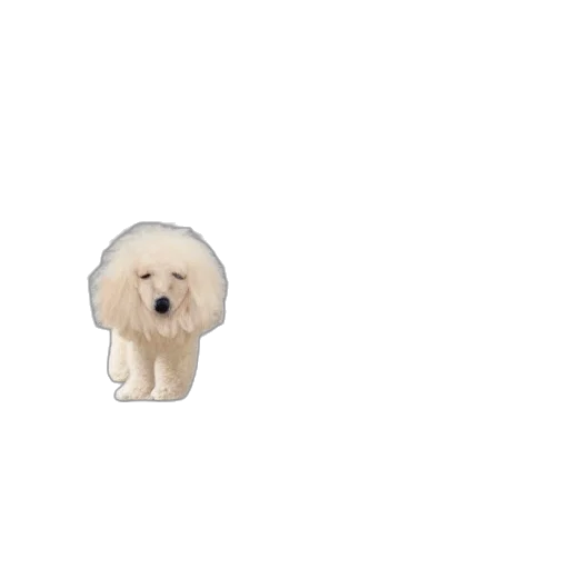 animal, hair, creature, face transparent PNG cut-out